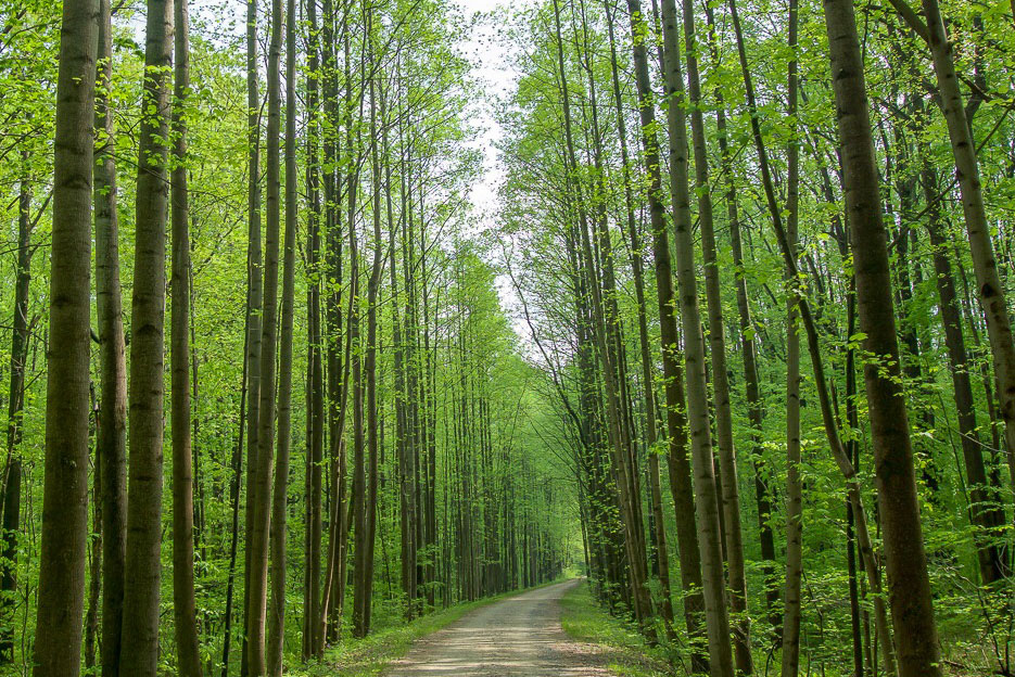 a trail in the woods