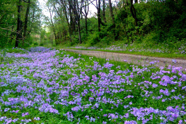 blue flower by trail path