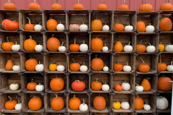pumpkins places inside stacks of boxes