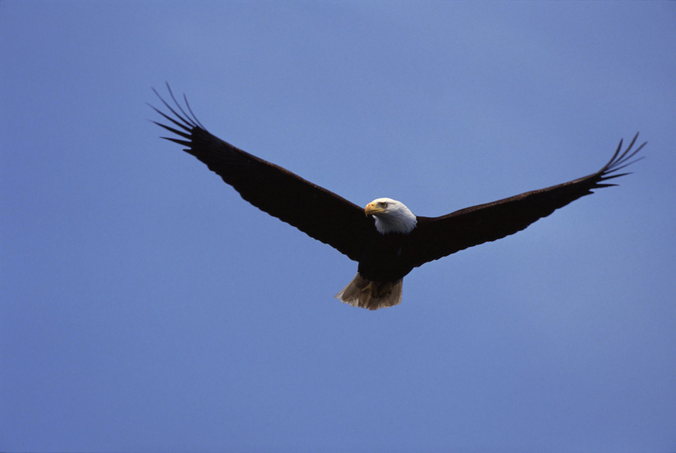 Wildlife Watching In Pennsylvania: Eagle Eyes | visitPA