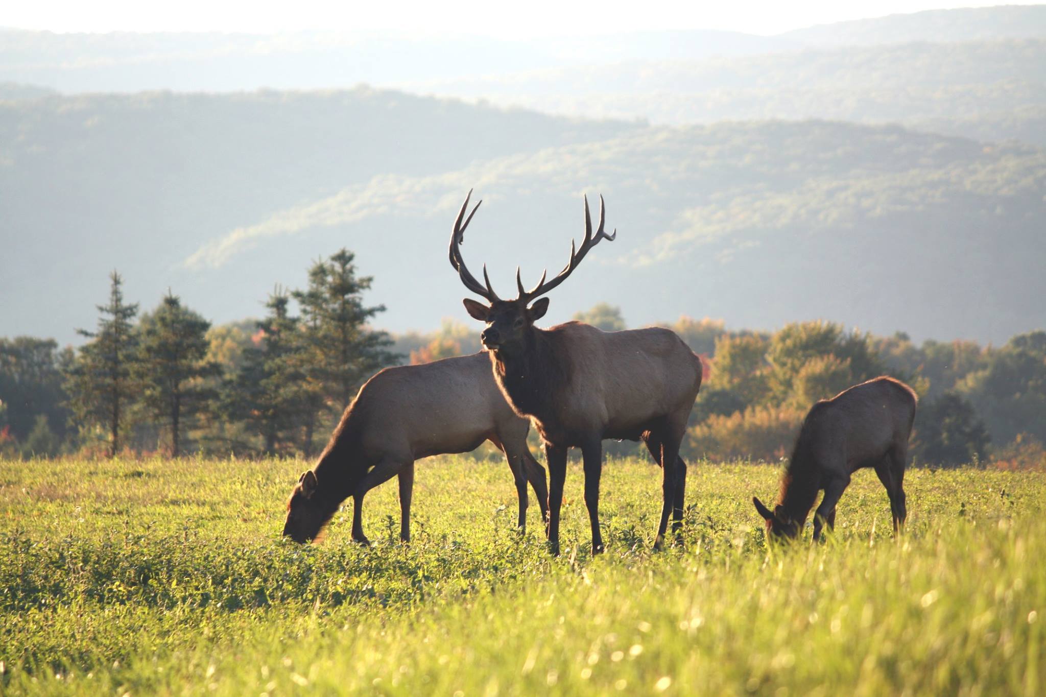 В какой природной зоне обитает вапити. Вапити стадо. Elk. Ponssee Elk. Elk-001 турецкий.