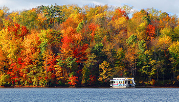 trees in the fall