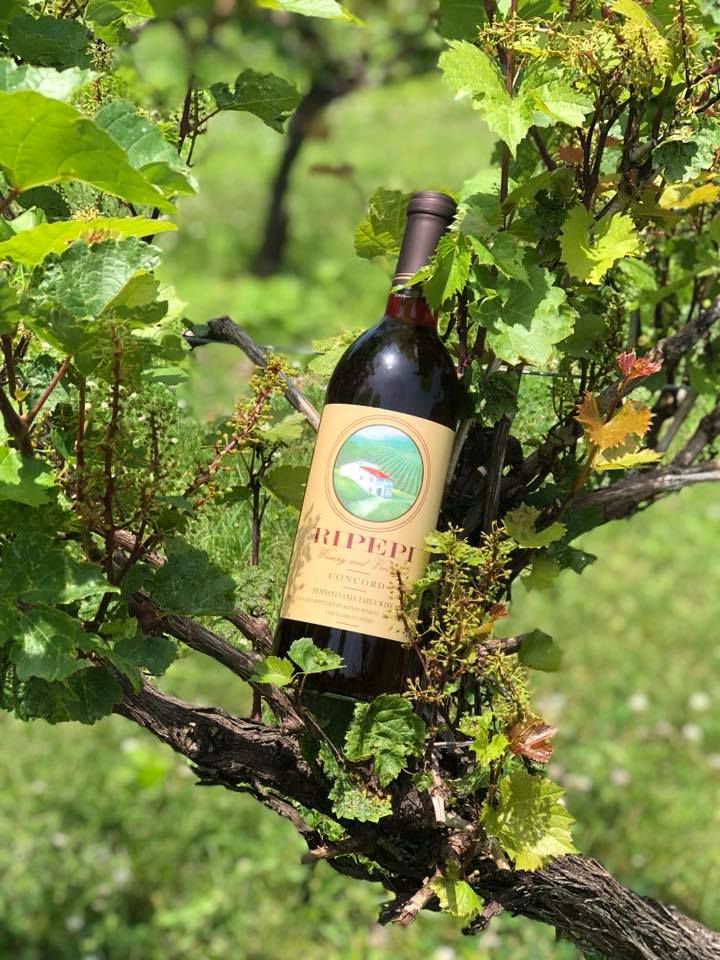 ripepi bottle in vines
