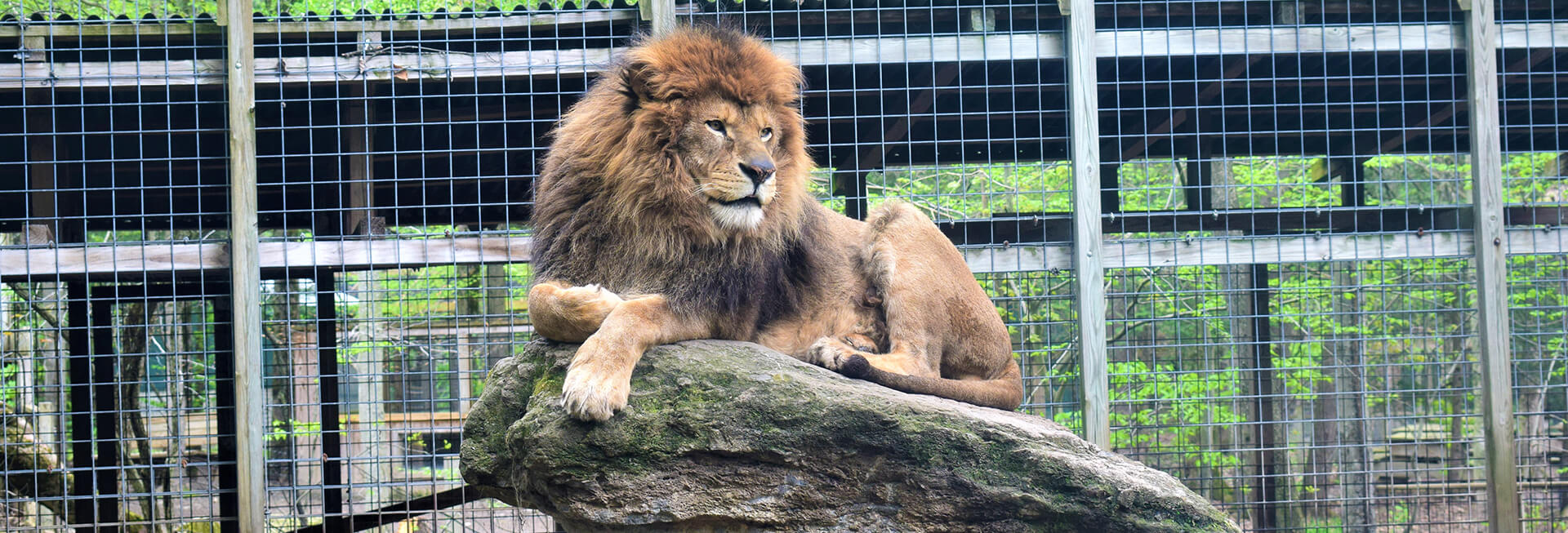 Claws 'N' Paws Wild Animal Park | visitPA