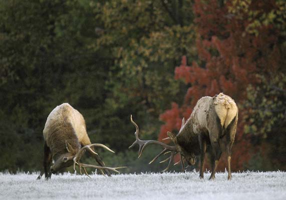 elks fighting