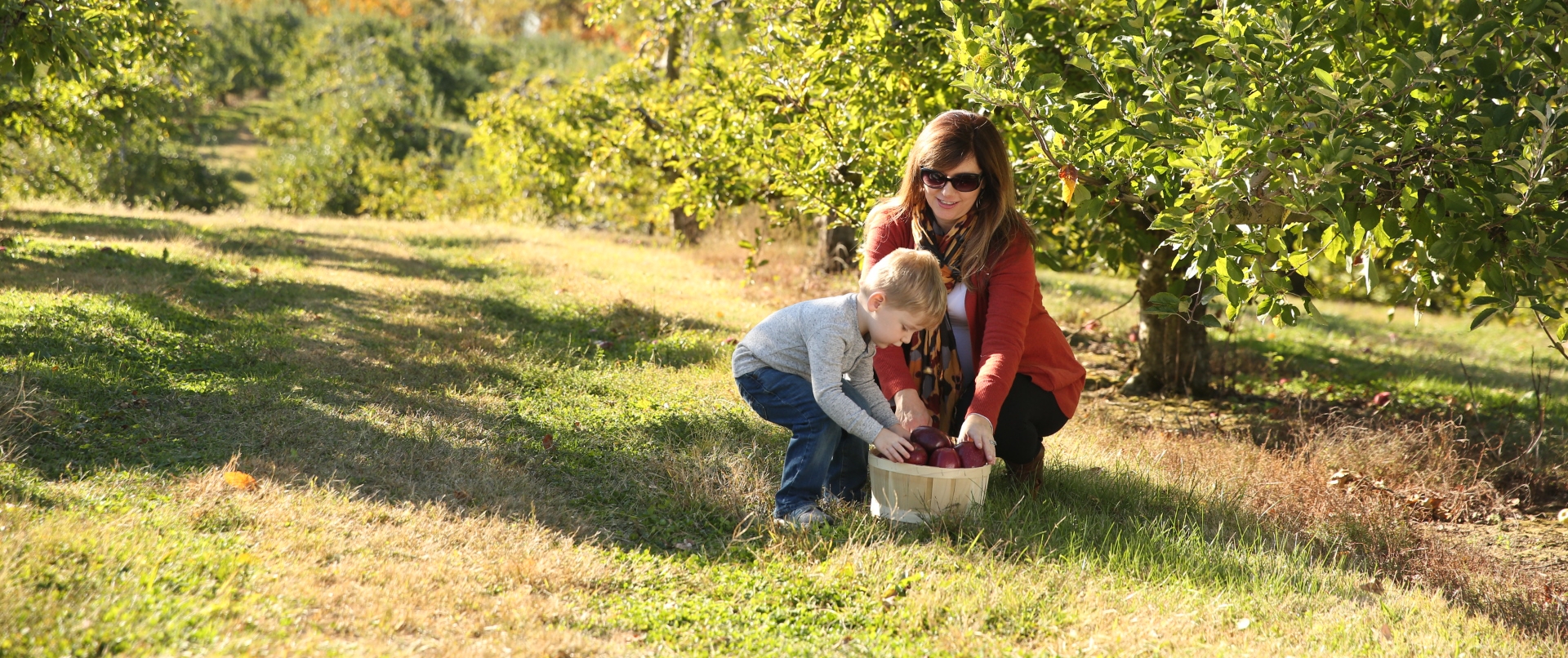 apple farm