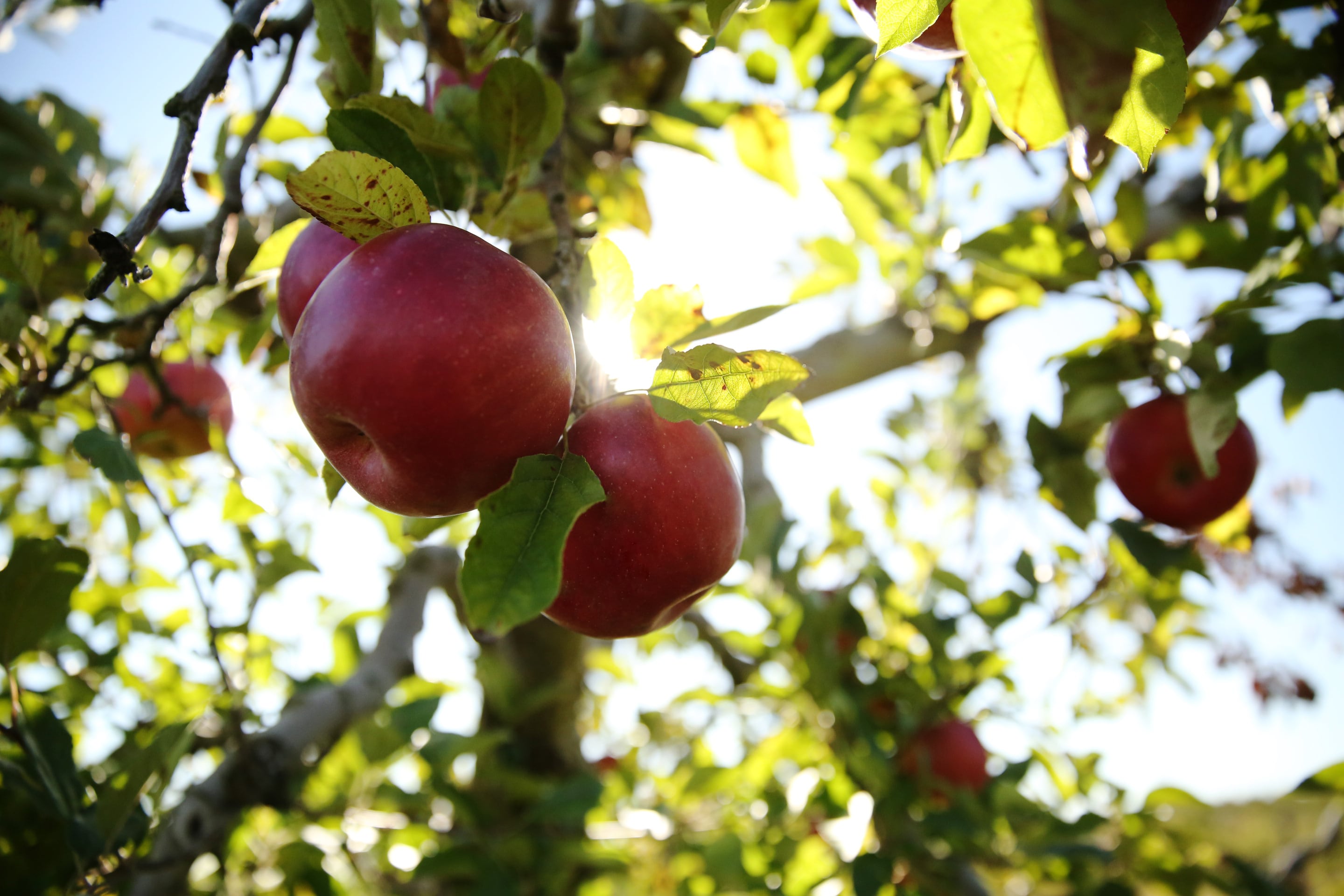 apple hero