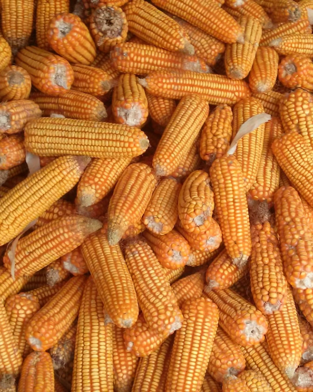 Corn