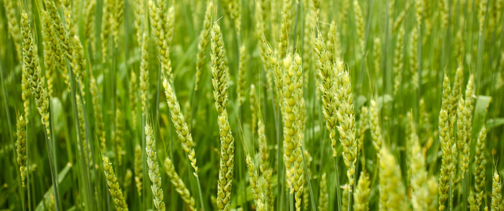 a close up of a field of rye