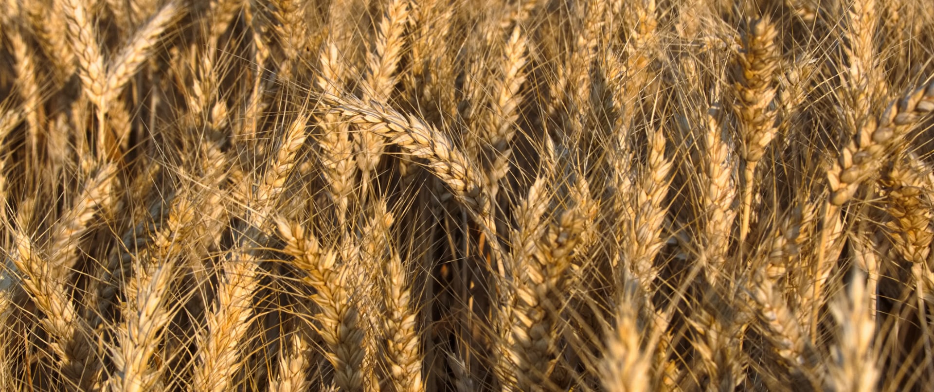 closeup of a wheat field
