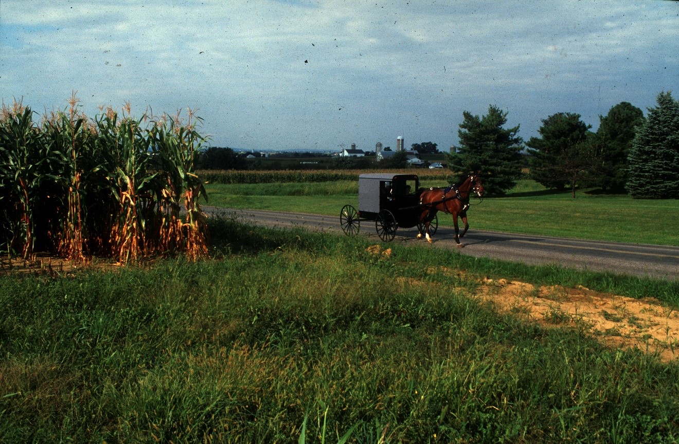 Horse bugg passing by corn fields
