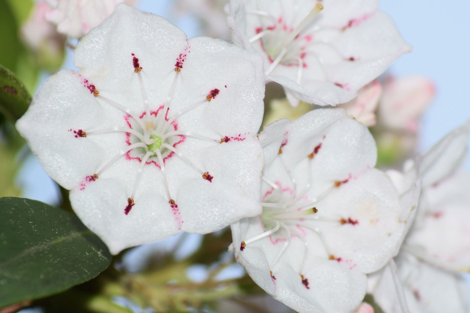 white blossom flowers