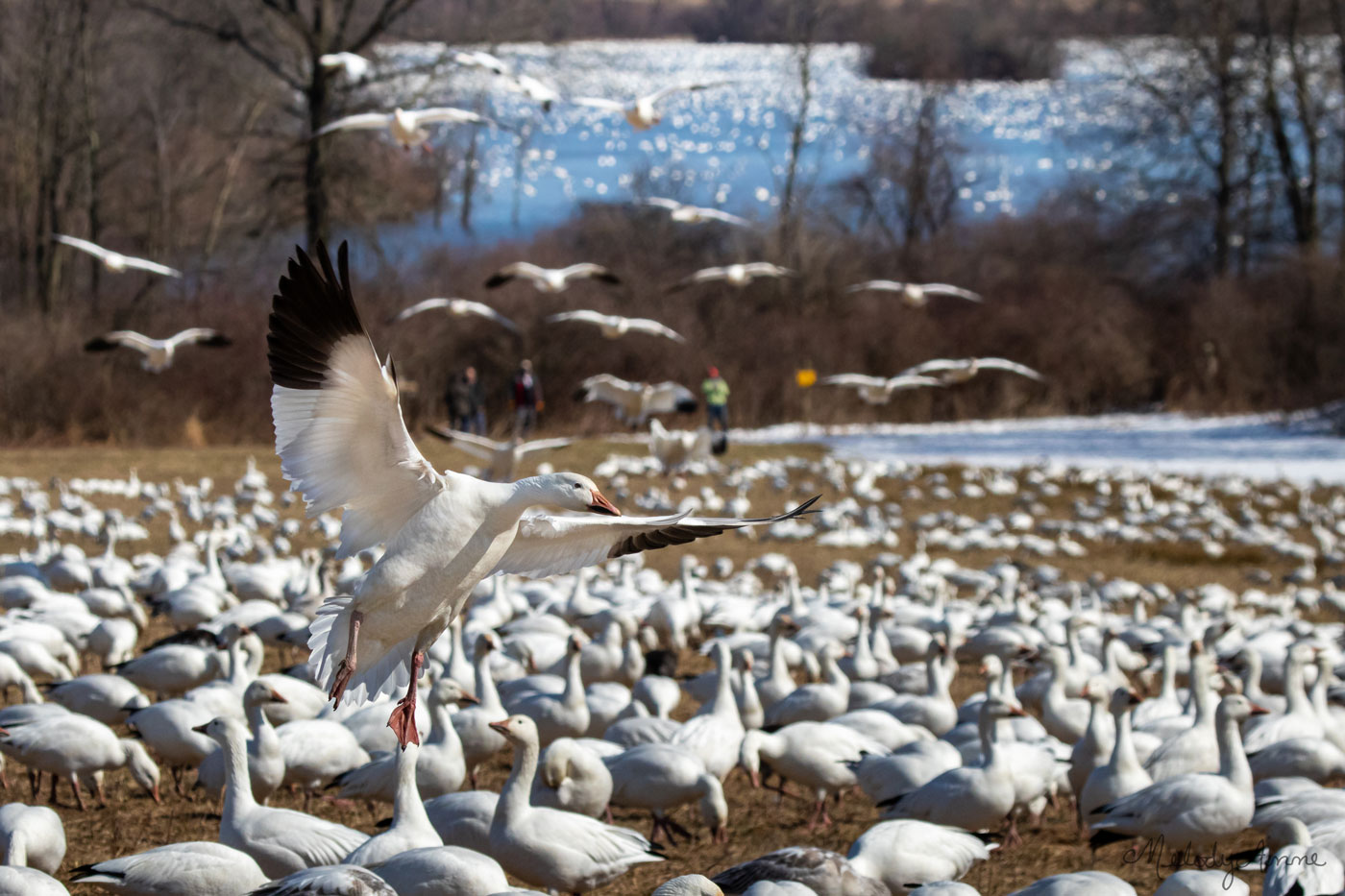 snow geese herd by lake