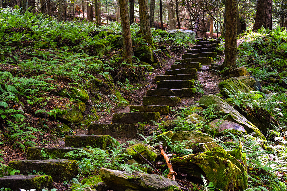 pathway through Cook Forest