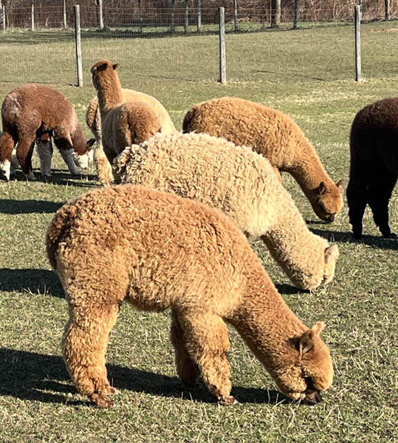 alpacas gazing