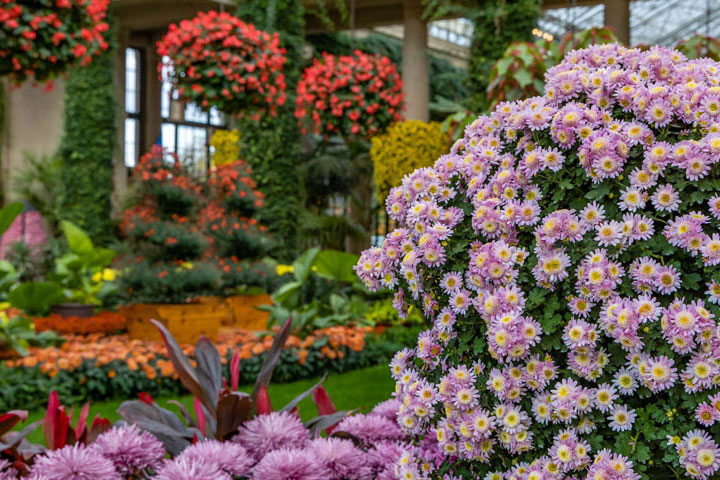 mums plant inside arboretum