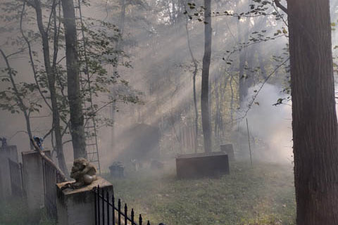 fogg in the woods