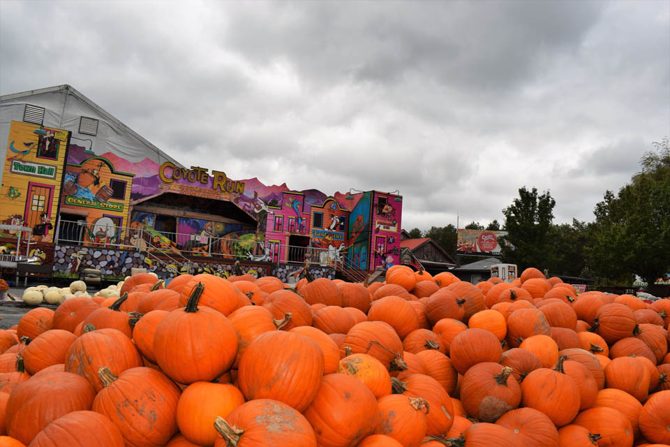 Pumpkins piled lot