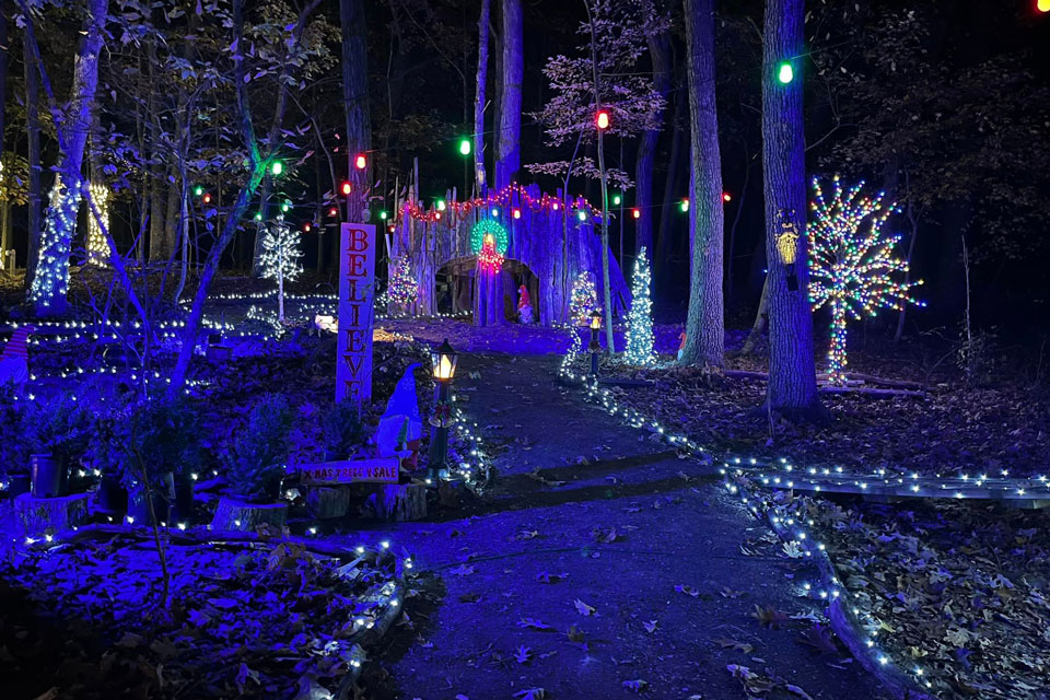Holiday lights on trees in forest