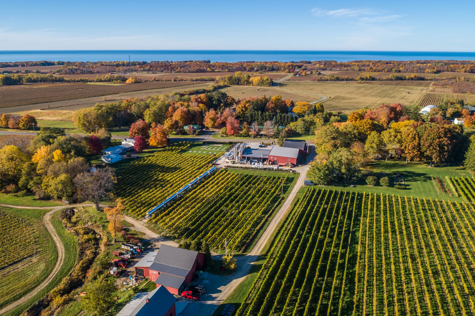 Vineyard on a sunny day