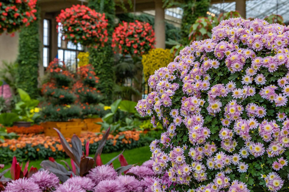 chrysanthemum flowers inside arboretum