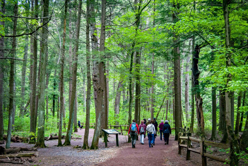 group of people trekking thru woods