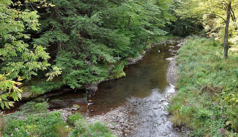 creek running in the forest