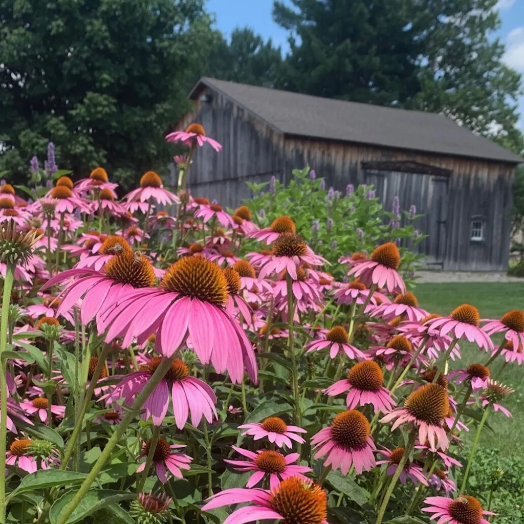 Flower in garden