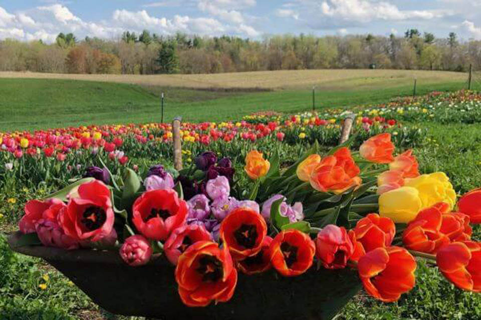 Tulips on the farm