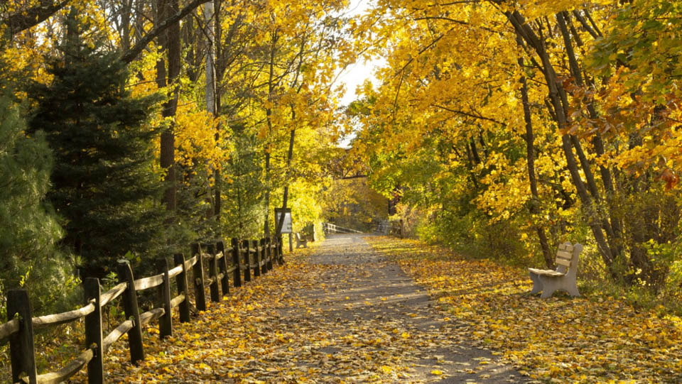 Trail path with foliage