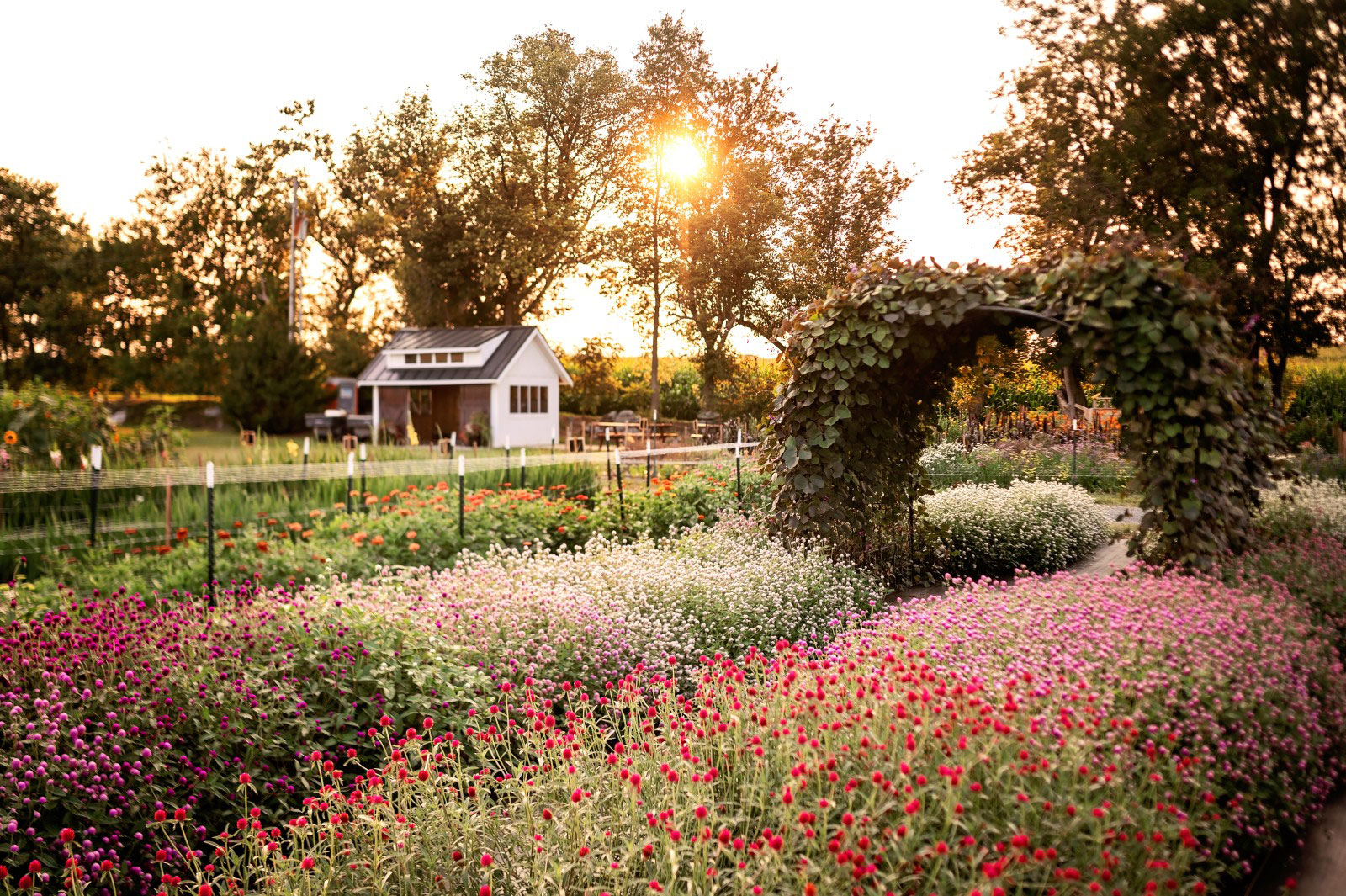 beautiful flower garden in a farm