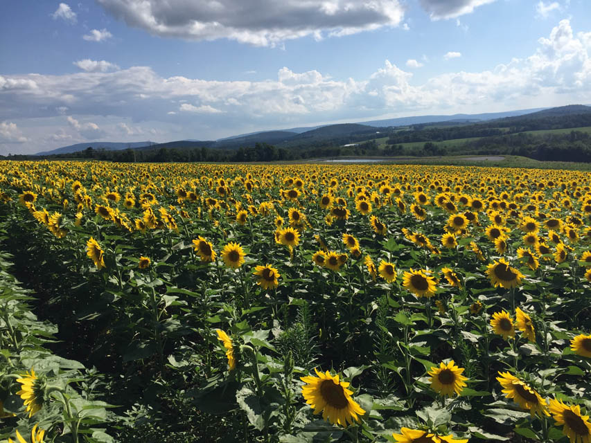 Sunflower farm