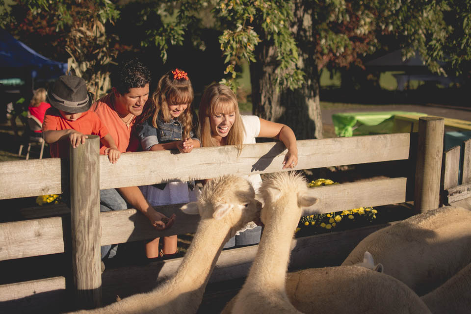 a family petting alpacas at farm
