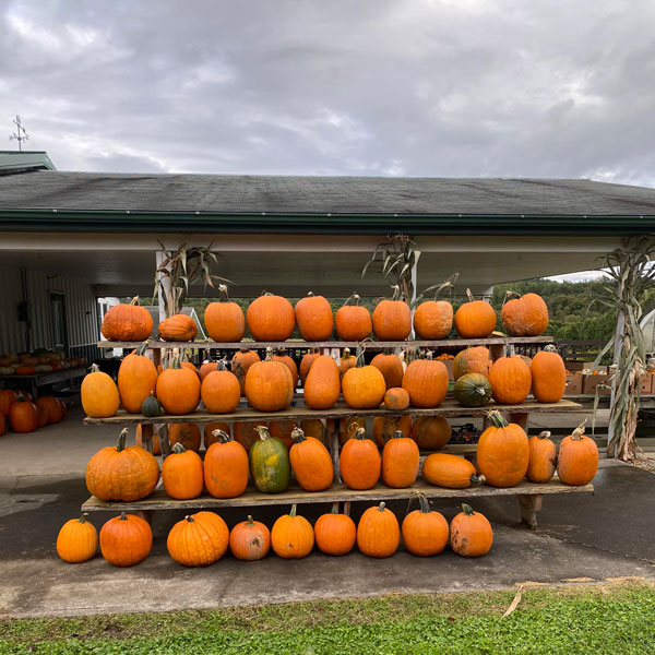 pumpkins stacked on table in row