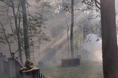 haunted foggy woods