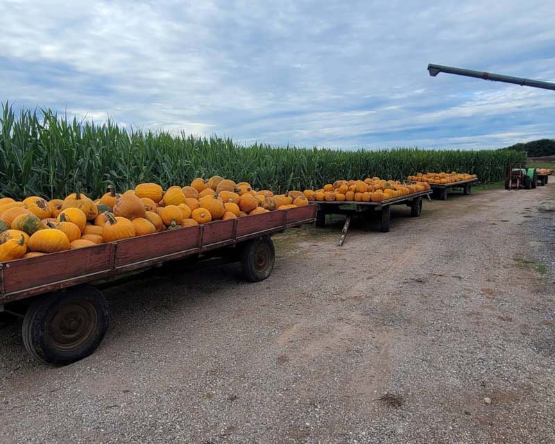 pumpkins stacked on wagon