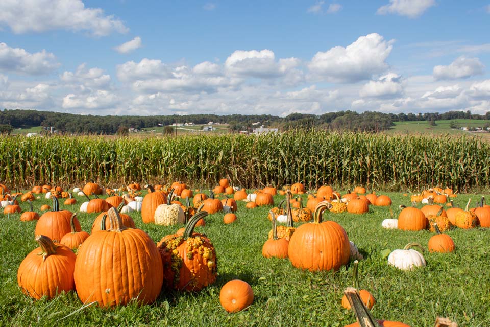pumpkins patch by corn field