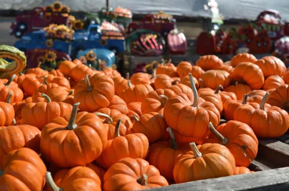 pumpkins placed on wooden pallet