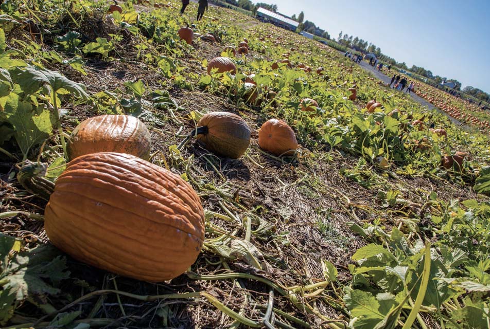 pumpkins on pumpkin patch