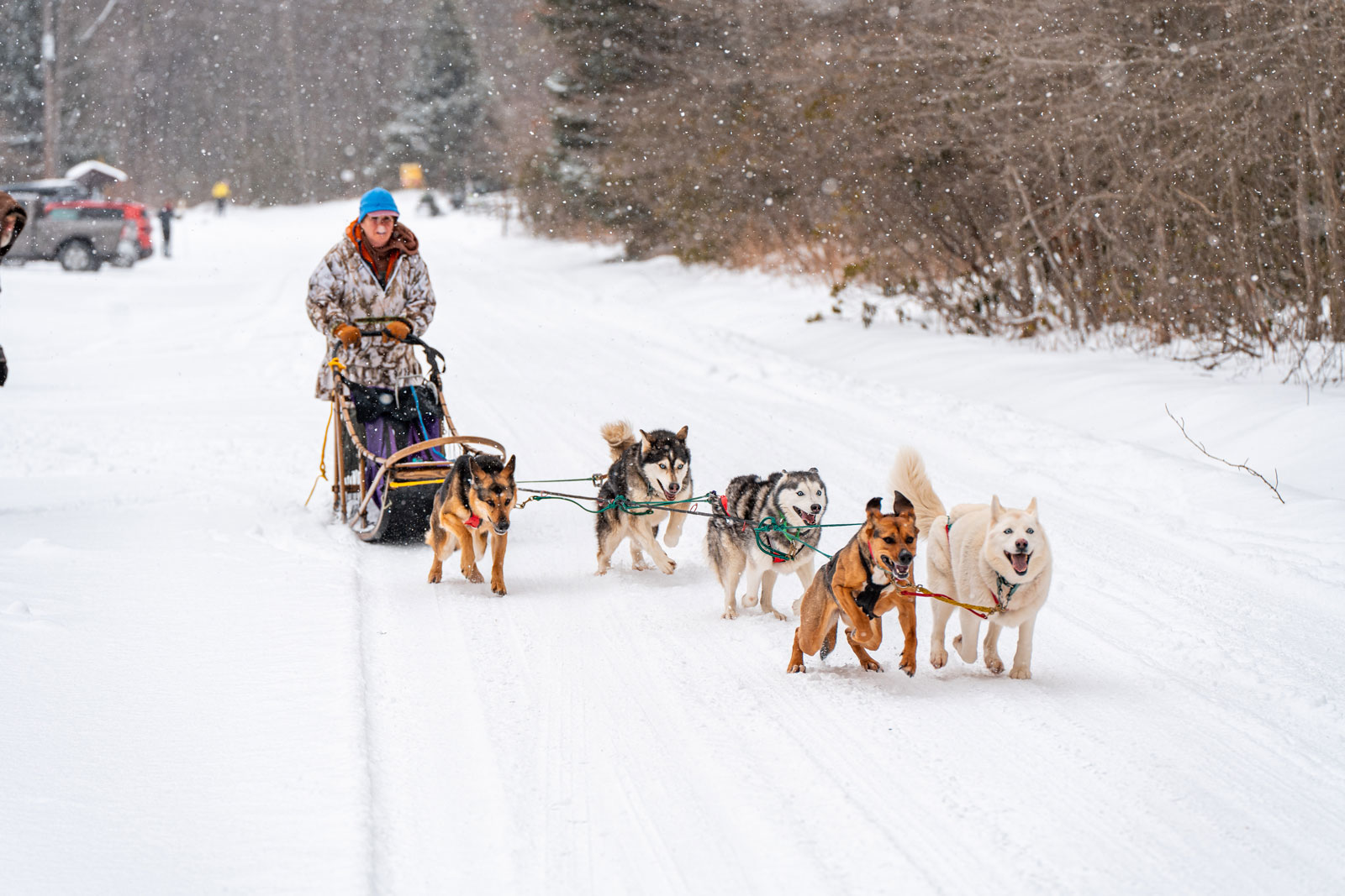Dog Sledding at Laurel Mountain