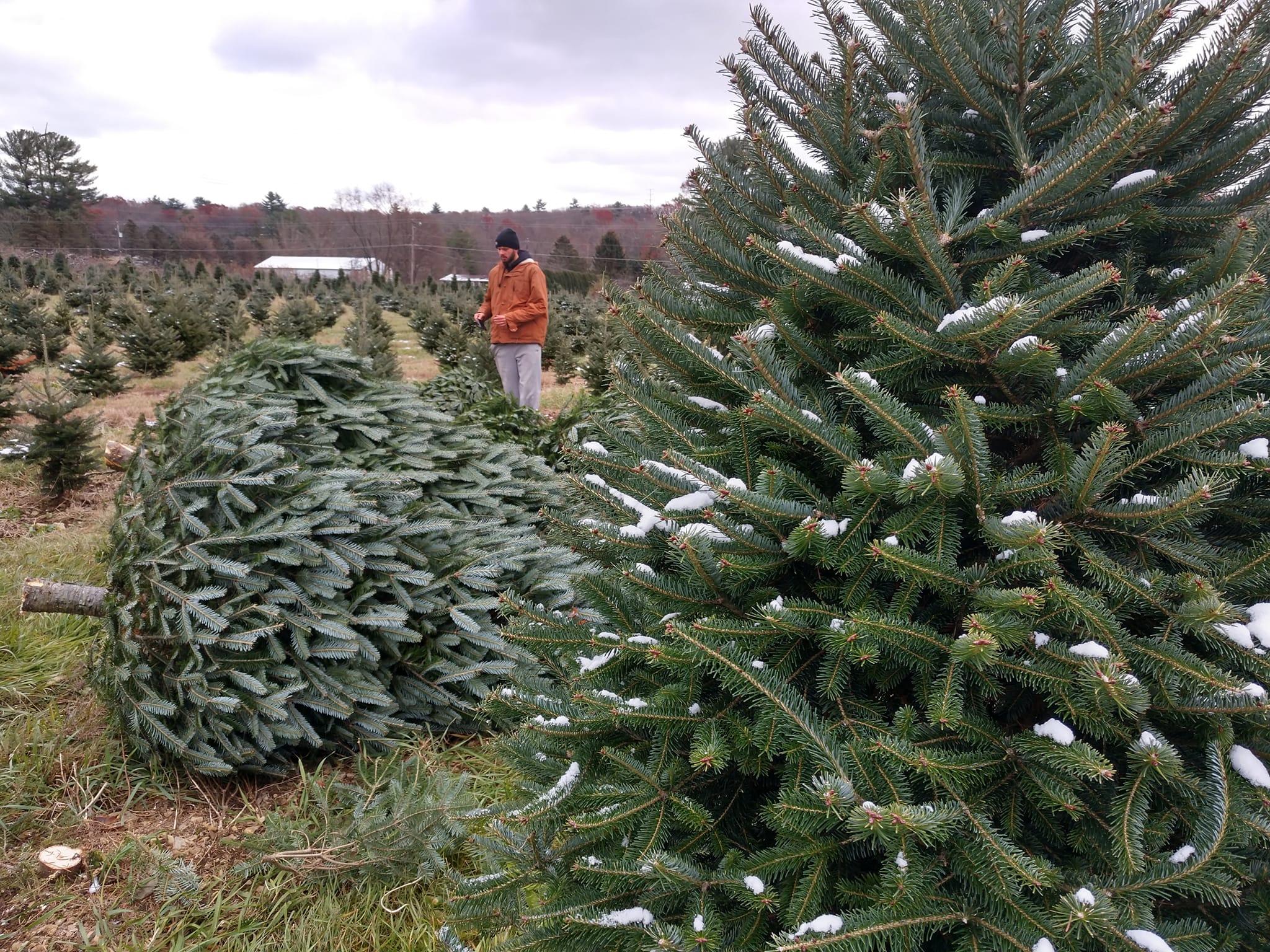 bustards Christmas Tree farm