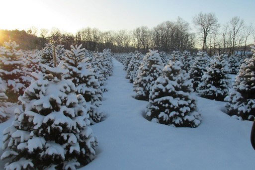 Christmas Tree Farm covered with snow