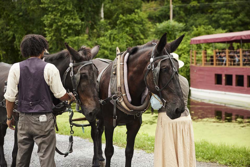 Horses getting ready for ride
