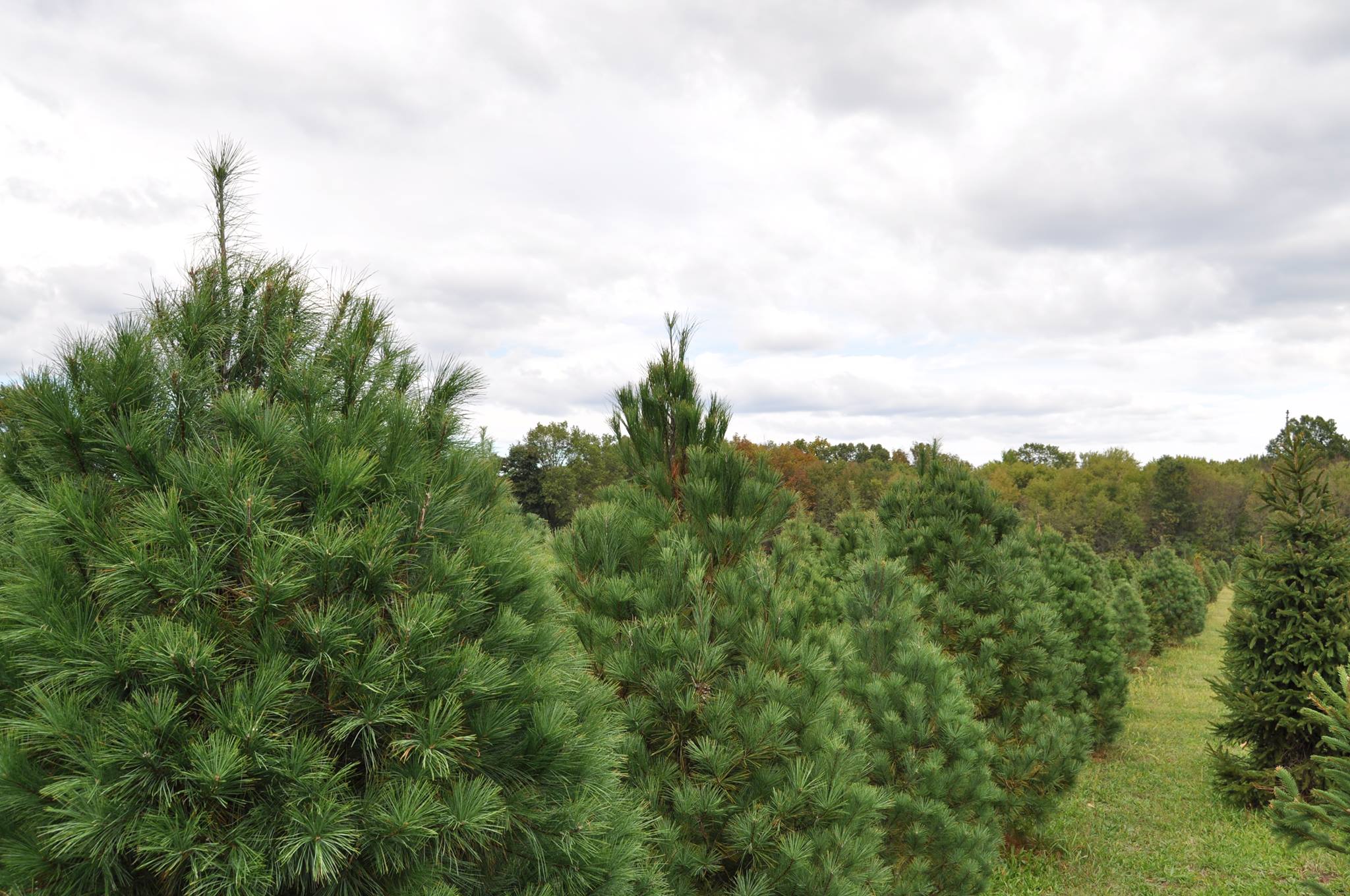 Christmas Trees at farm