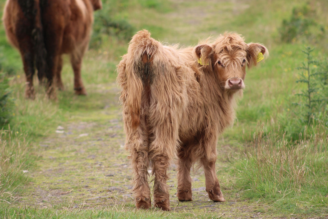 brown haired calf