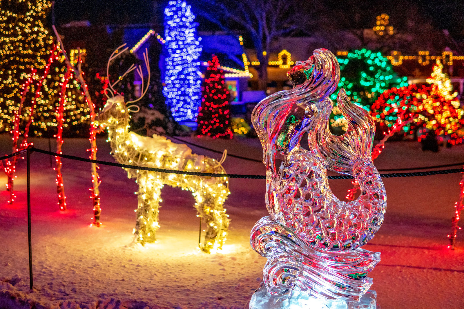 Fish Ice sculpture place in the park with Holiday lights