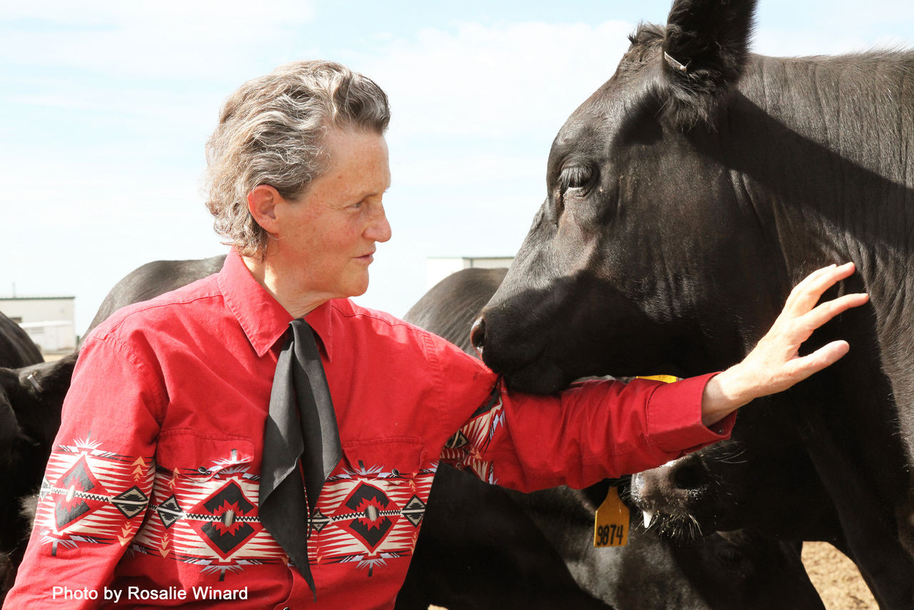 A women in red shirt near cows