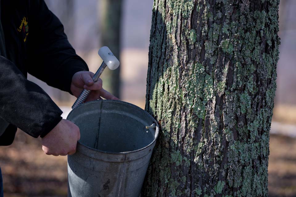tapping Maple tree
