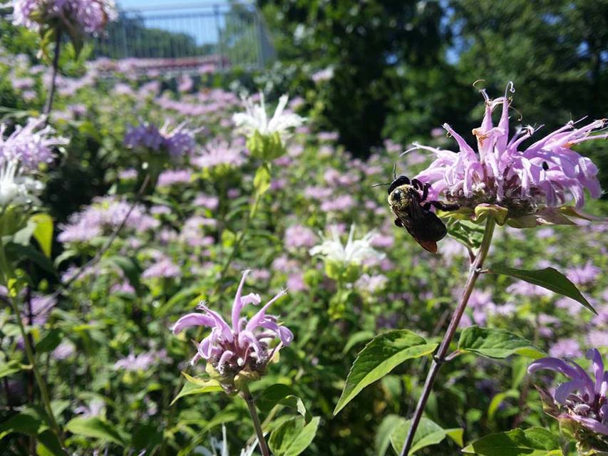 flora at Ohiopyle State Park