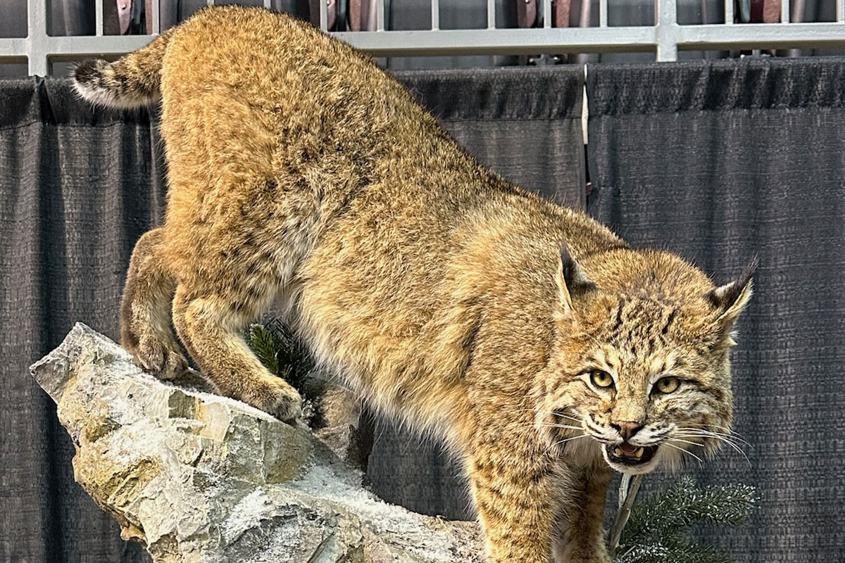 Taxidermy cat